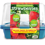 Sweet Everbearing Strawberries Grow Kit